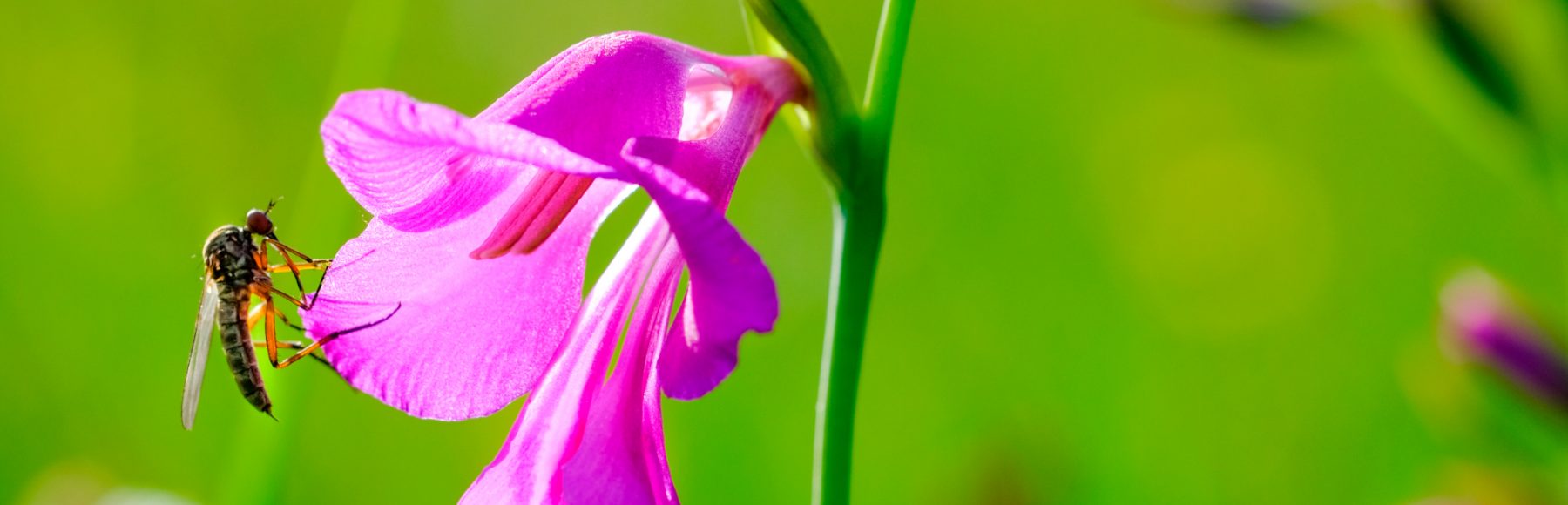 Sumpfgladiole Sumpfgladiole