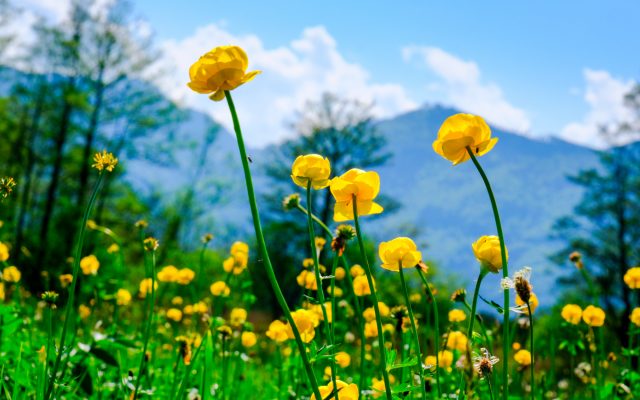 Trollblume Trollblume