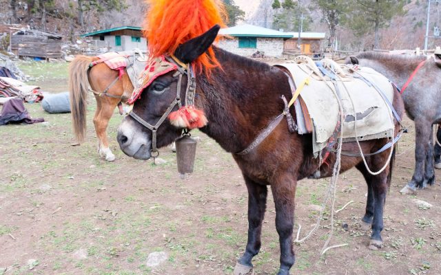 Maultier in Bhutan Muli