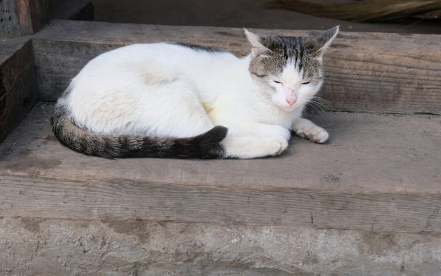 Katze Katze