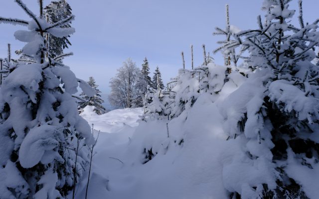 Winter am Stallauer Eck Winter am Stallauer Eck