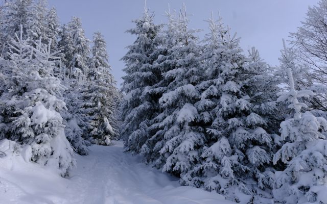 Winterwald Stallauer Eck Winterwald Stallauer Eck
