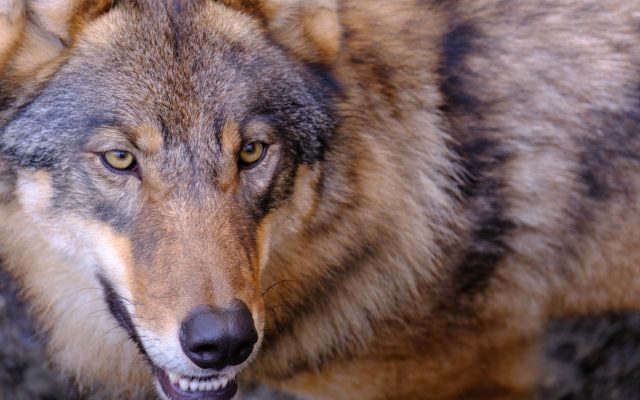 Wolf im Zoo Wolf im Zoo