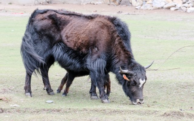 Yak Yak